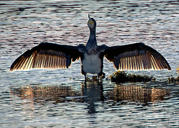 Cormorant on Wick River