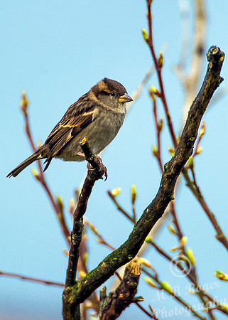 Sparrow