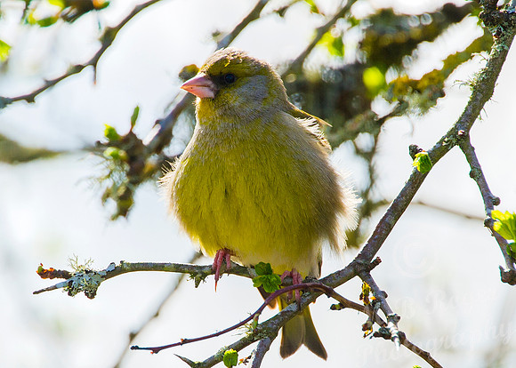 Greenfinch