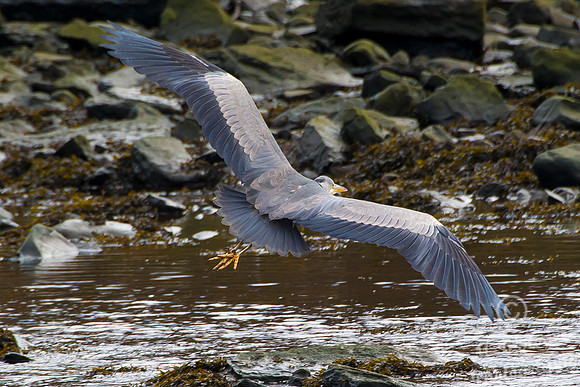 Grey Heron in flight