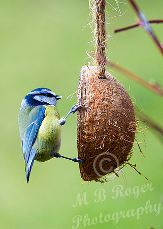 Blue Tit on coconut feeder