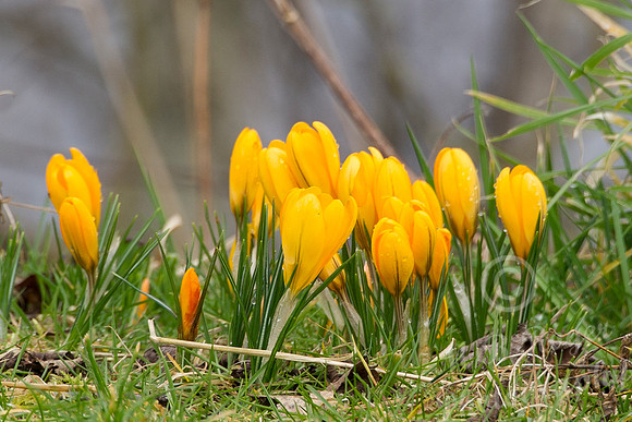 Crocus' beside Thurso River - (up the Mall)