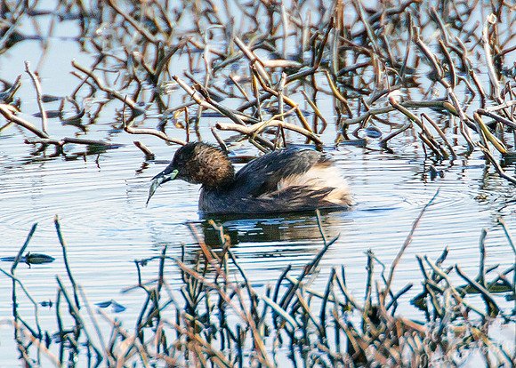 Little Grebe feeding on fish - St John's Loch