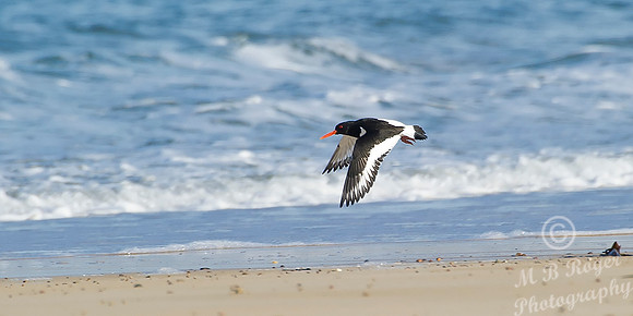 Oystercatcher in flight on Sandside Beach
