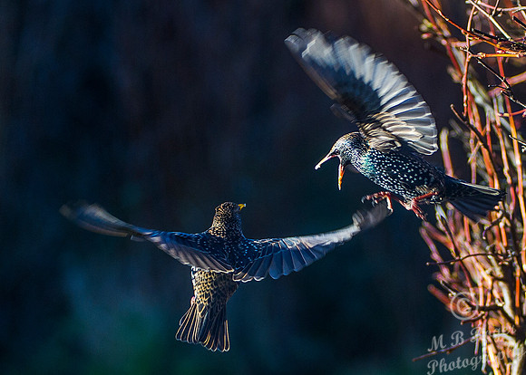 flying starlings