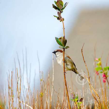 Sparrow on branch