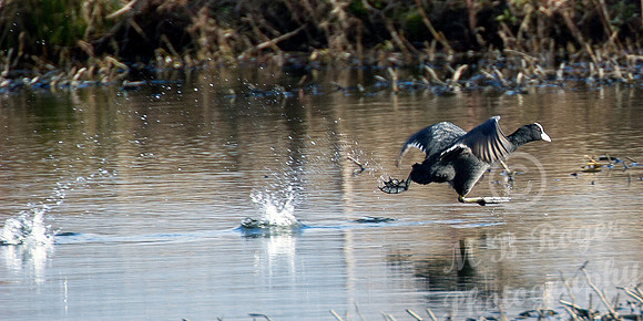 Coot running for take off