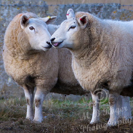 two friendly sheep