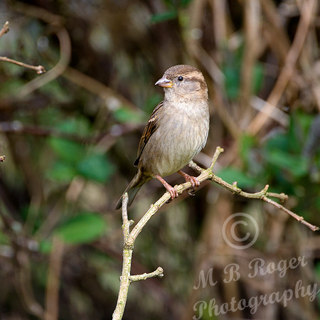 Sparrow on branch