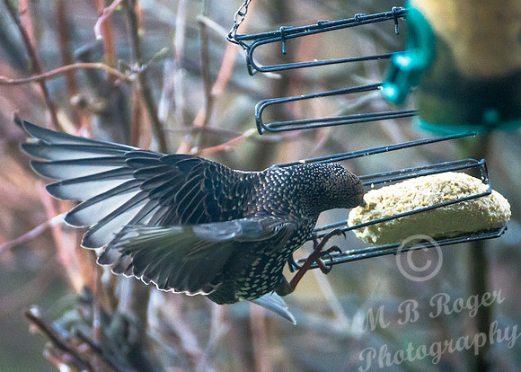 Starling in our back garden