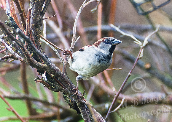 House Sparrow - Hold on tight