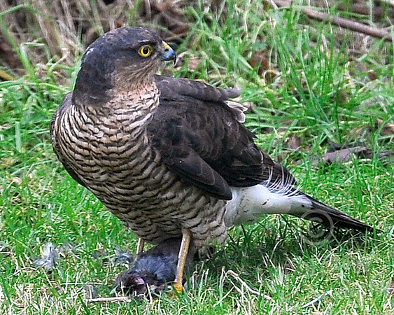 Sparrow Hawk in our back garden