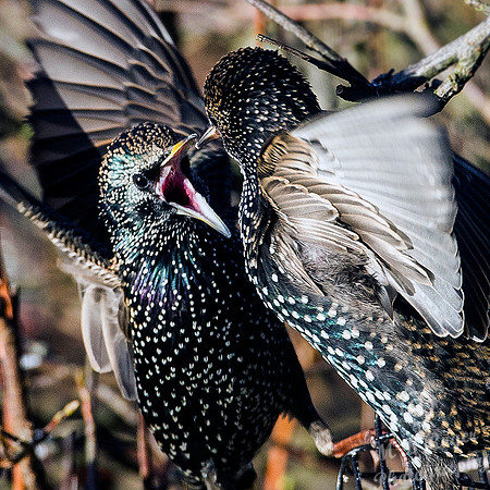 angry starlings