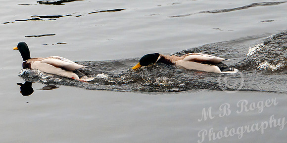 Mallard Ducks