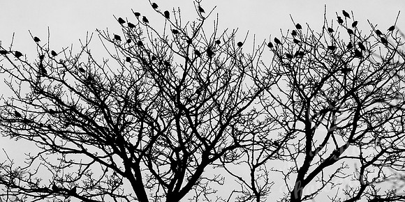 Birds in trees