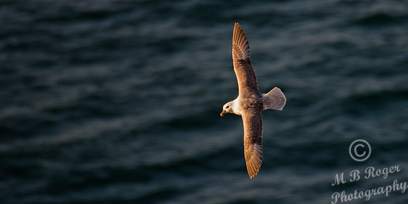 Fulmar at Dunnet Head