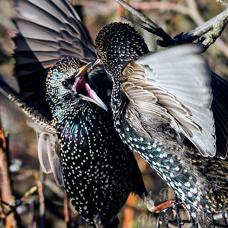 angry starlings