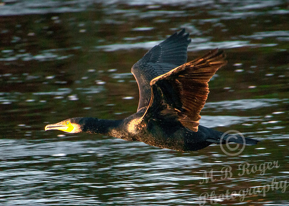 Duck flying up Thurso River