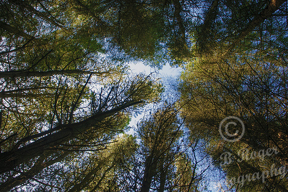 Looking skyward