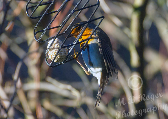 Robin hanging on for dear life