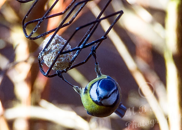 Blue Tit