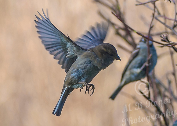 sparrow in flight